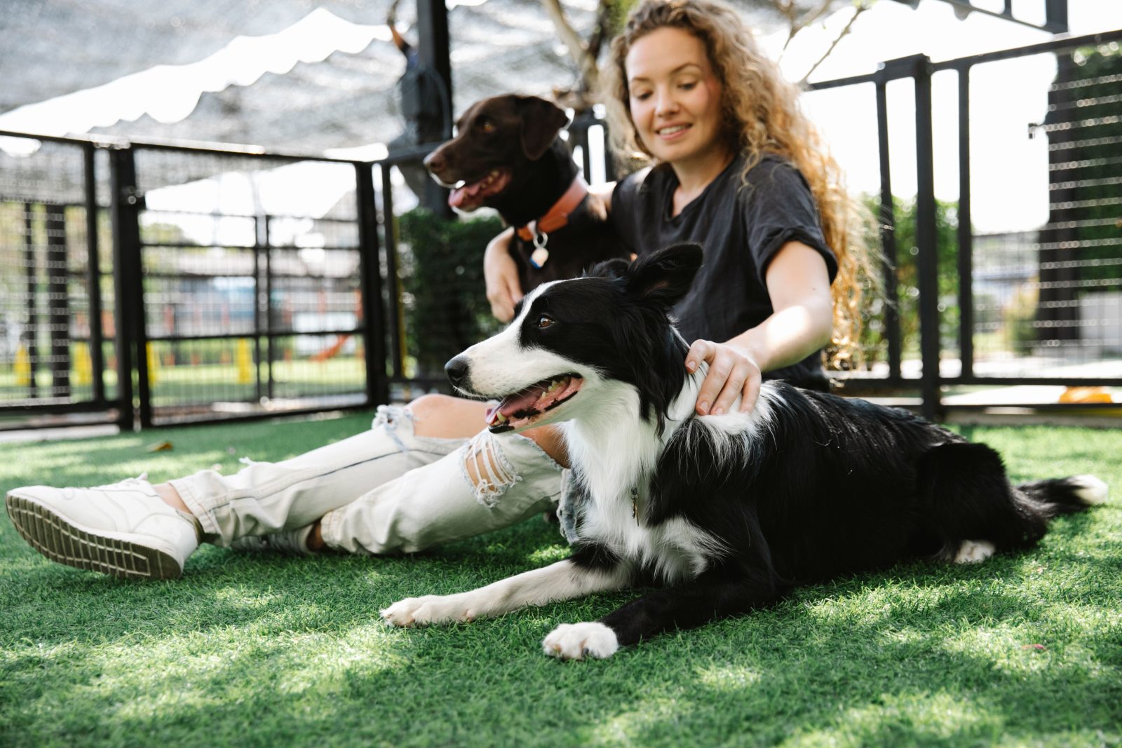 Dog Boarding vs. Pet Sitter vs. Doggy Daycare: Which Is Right for Your Dog?