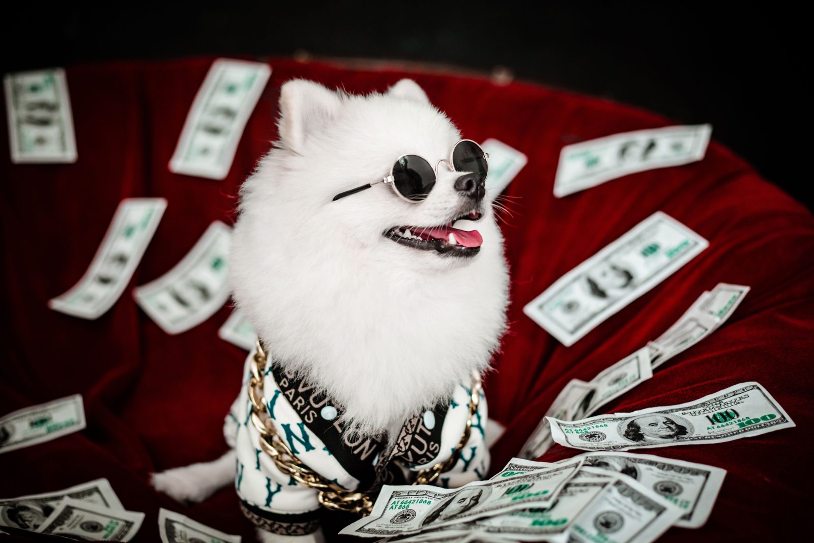 The Real Cost of Owning a Dog (or Cat) in the First Year