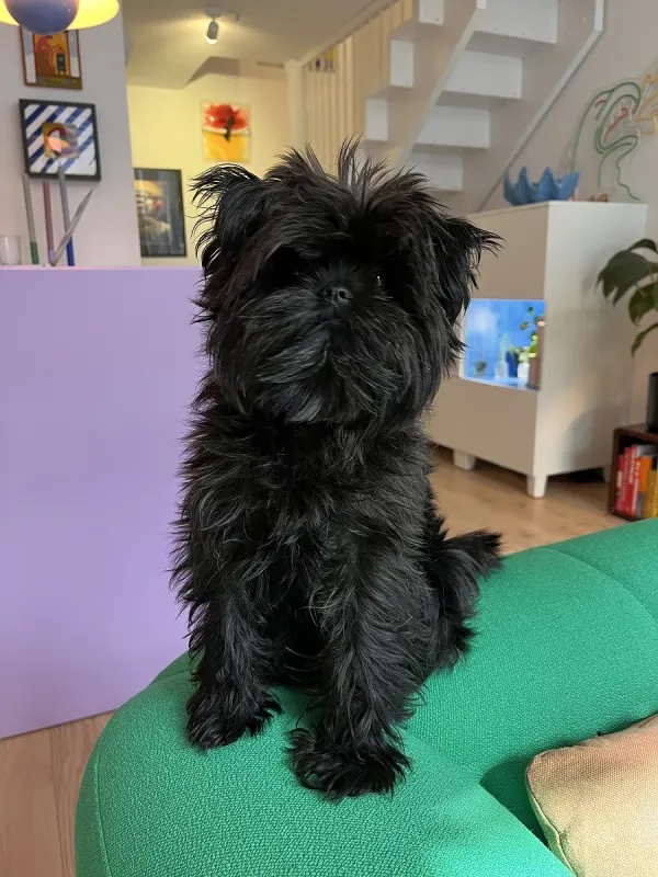 An Affenpinscher