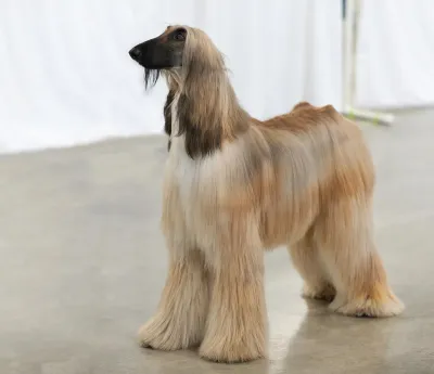 An Afghan Hound