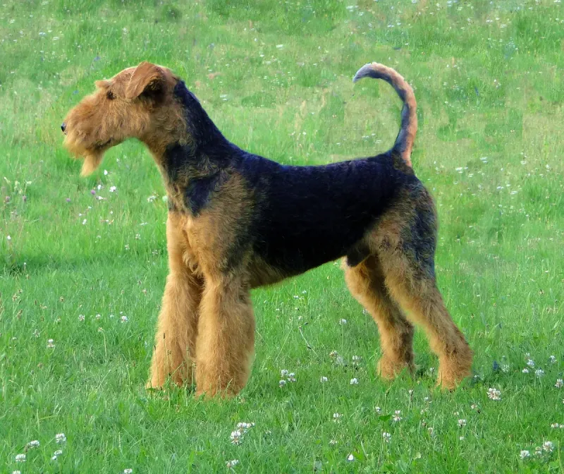 An Airedale Terrier