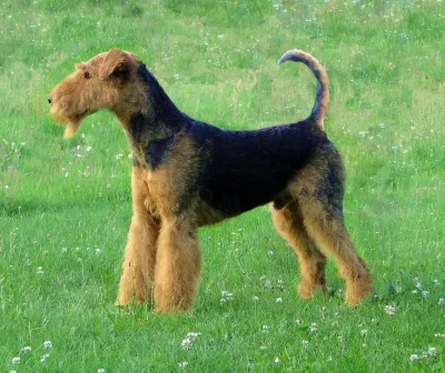 An Airedale Terrier