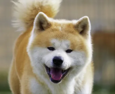 An Akita