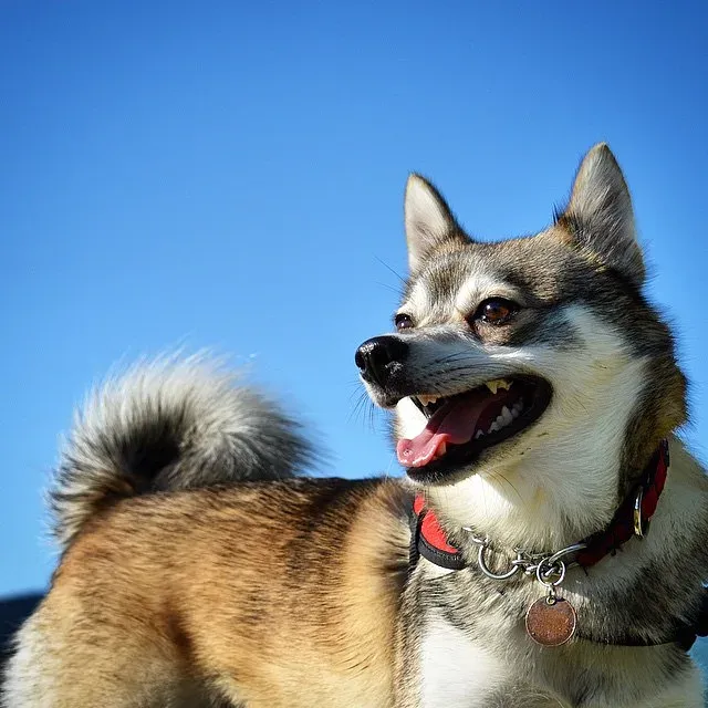 An Alaskan Klee Kai