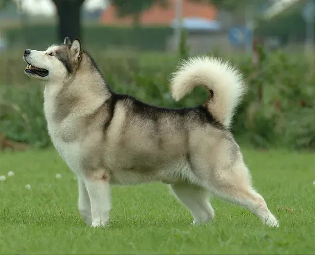 An Alaskan Malamute