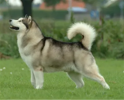 An Alaskan Malamute