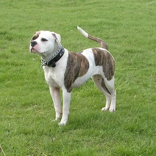 An American Bulldog