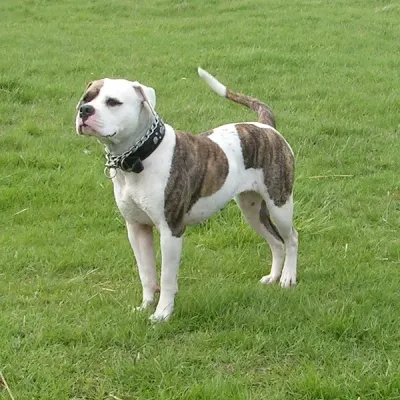 An American Bulldog