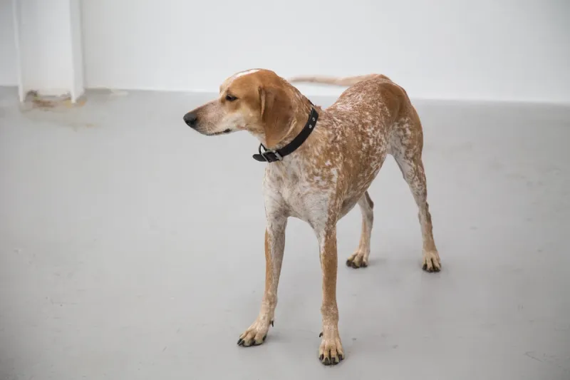 An American English Coonhound
