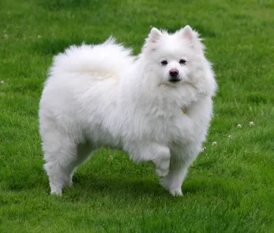An American Eskimo Dog