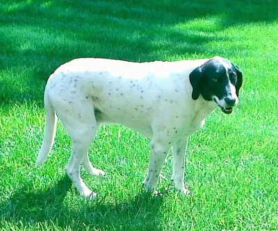 An American Foxhound