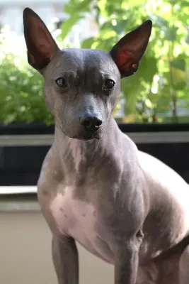 An American Hairless Terrier