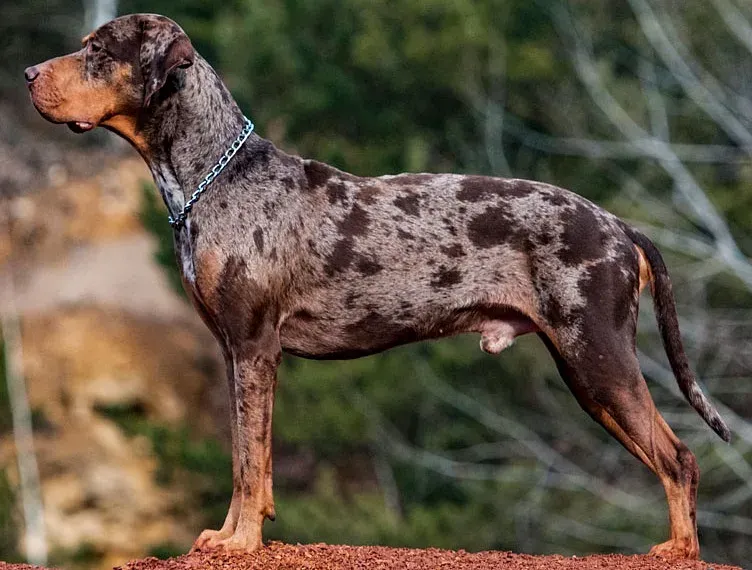An American Leopard Hound