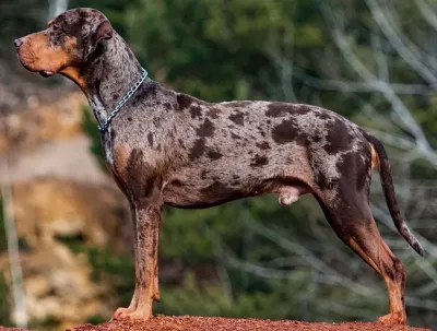 An American Leopard Hound