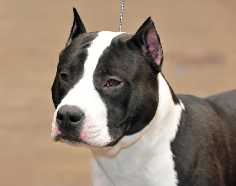 An American Staffordshire Terrier