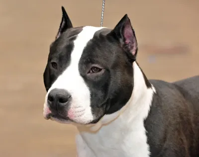 An American Staffordshire Terrier