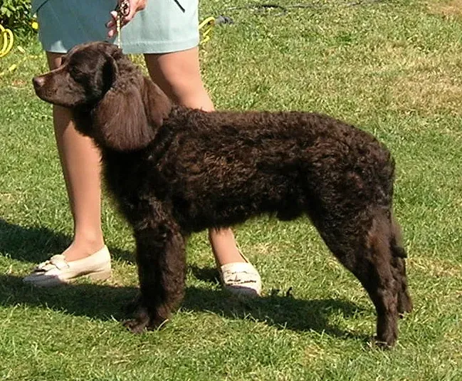 An American Water Spaniel