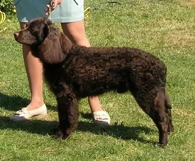An American Water Spaniel