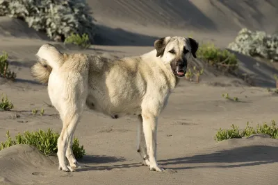 An Anatolian Shepherd Dog