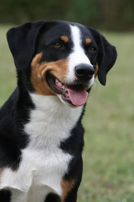 An Appenzeller Sennenhund