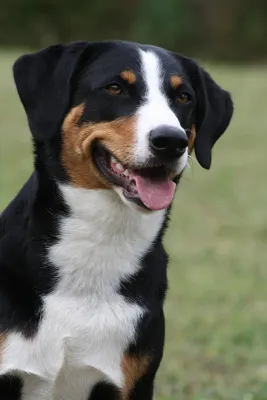An Appenzeller Sennenhund