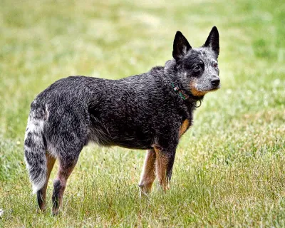 An Australian Cattle Dog