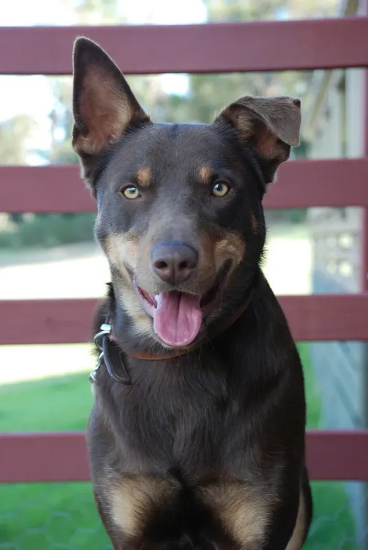 An Australian Kelpie