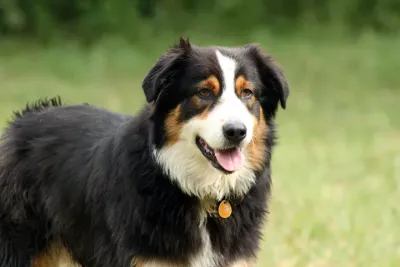 An Australian Shepherd