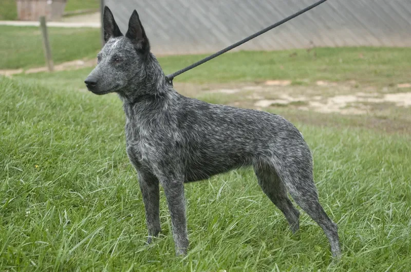 An Australian Stumpy Tail Cattle Dog