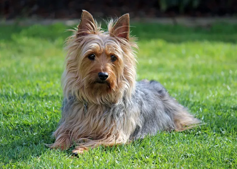 An Australian Terrier