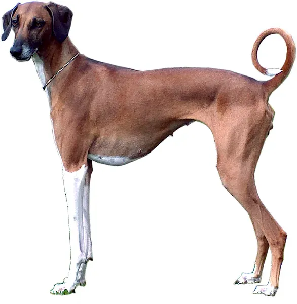 An Azawakh