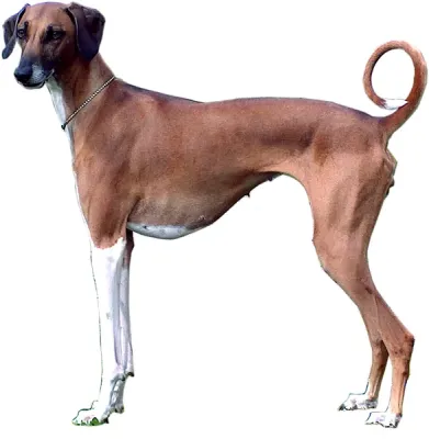 An Azawakh