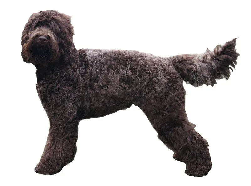 A Barbet
