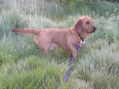 A Basset Fauve de Bretagne