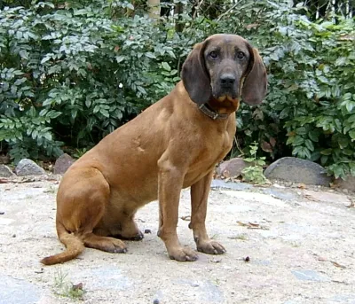 A Bavarian Mountain Scent Hound