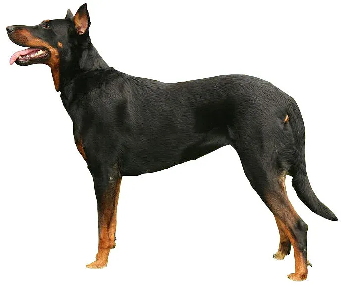 A Beauceron