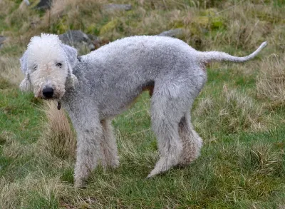 A Bedlington Terrier