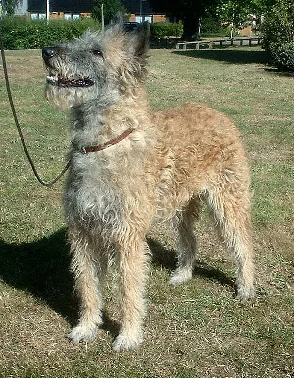 A Belgian Laekenois