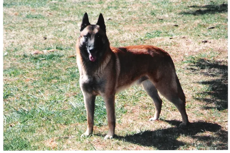 A Belgian Malinois
