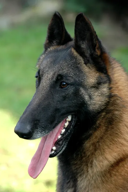 A Belgian Sheepdog