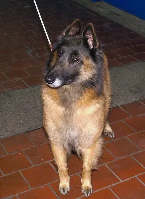 A Belgian Tervuren
