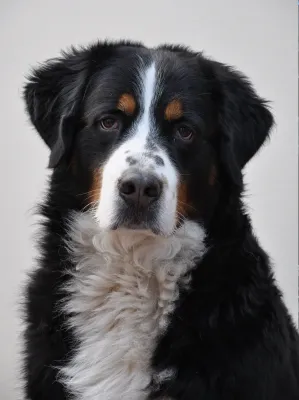 A Bernese Mountain Dog