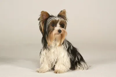 A Biewer Terrier