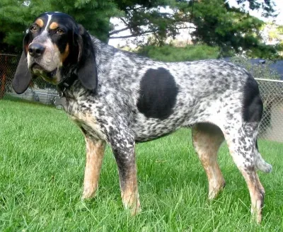 A Bluetick Coonhound