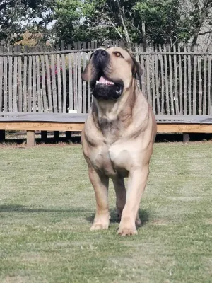 A Boerboel