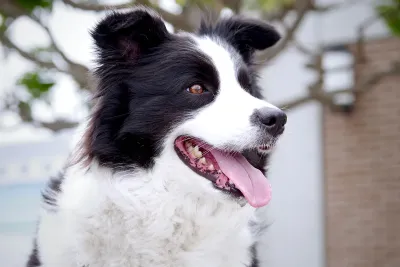 A Border Collie