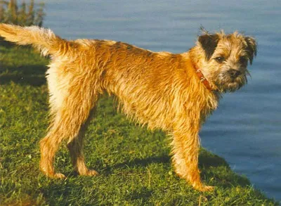 A Border Terrier