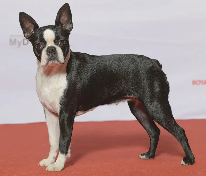 A Boston Terrier