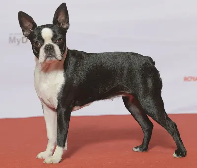 A Boston Terrier