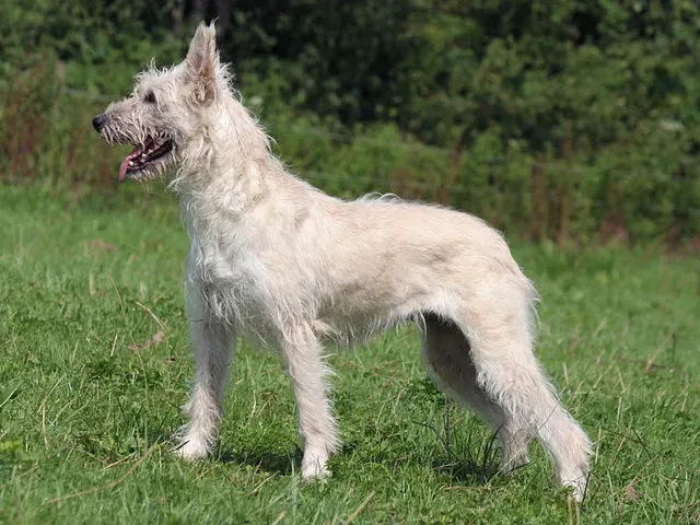 A Bouvier des Flandres